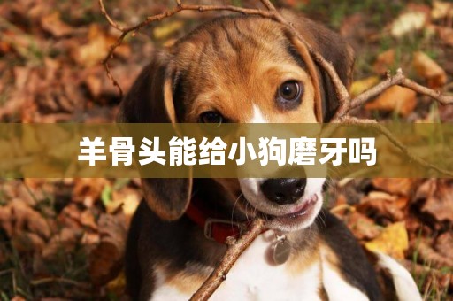 羊骨頭能給小狗磨牙嗎
