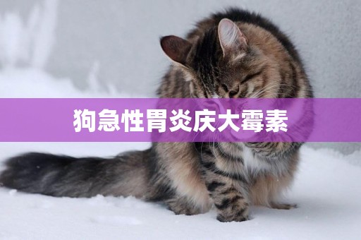 狗急性胃炎慶大霉素