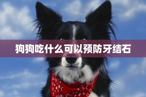 狗狗吃什么可以預防牙結石