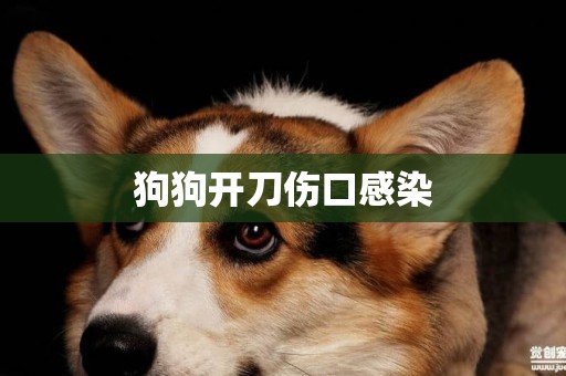 狗狗開刀傷口感染