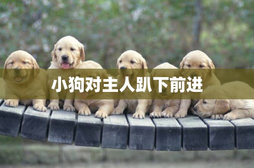 小狗對主人趴下前進