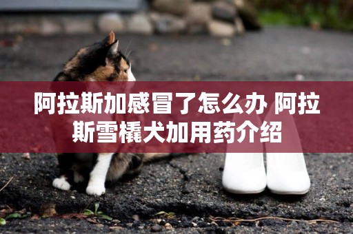 阿拉斯加感冒了怎么辦 阿拉斯雪橇犬加用藥介紹
