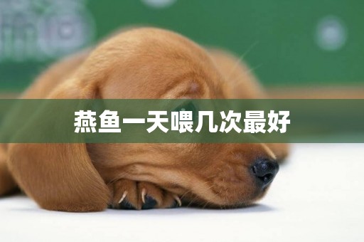燕魚一天喂幾次最好
