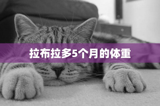 拉布拉多5個月的體重