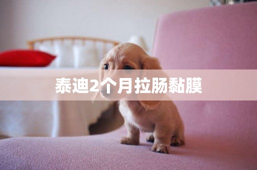 泰迪2個月拉腸黏膜