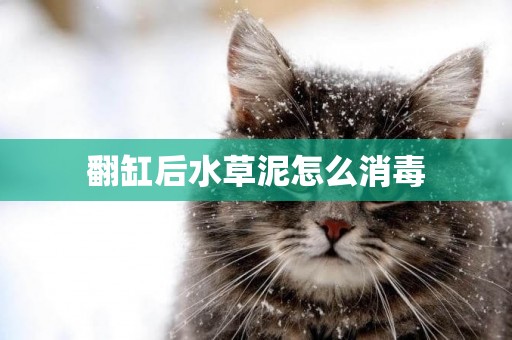 翻缸后水草泥怎么消毒