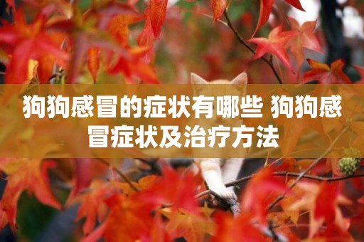 狗狗感冒的癥狀有哪些 狗狗感冒癥狀及治療方法