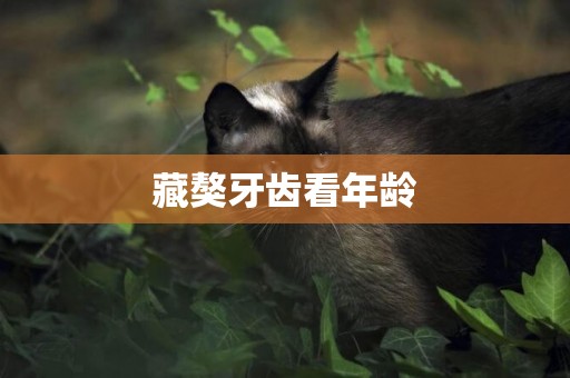 藏獒牙齒看年齡