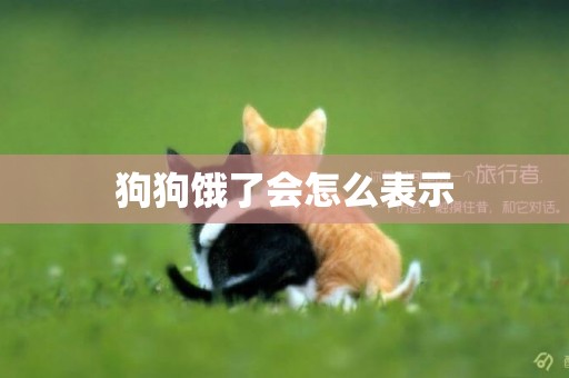 狗狗餓了會怎么表示