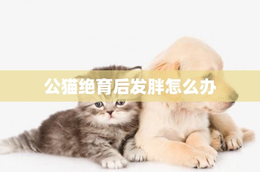 公貓絕育后發胖怎么辦
