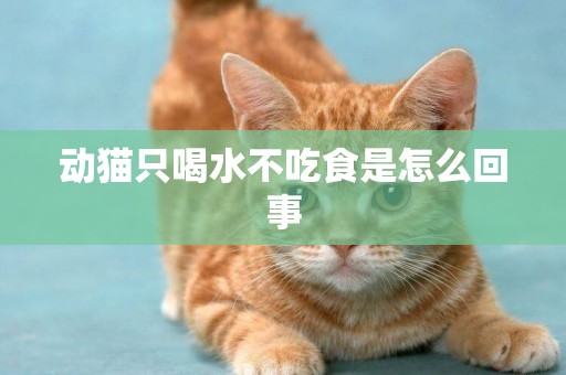 動貓只喝水不吃食是怎么回事