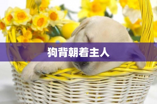 狗背朝著主人