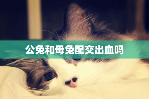 公兔和母兔配交出血嗎