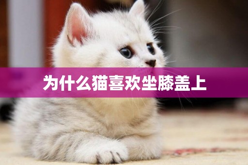 為什么貓喜歡坐膝蓋上