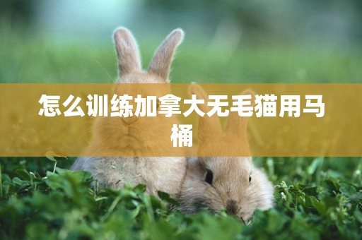 怎么訓練加拿大無毛貓用馬桶