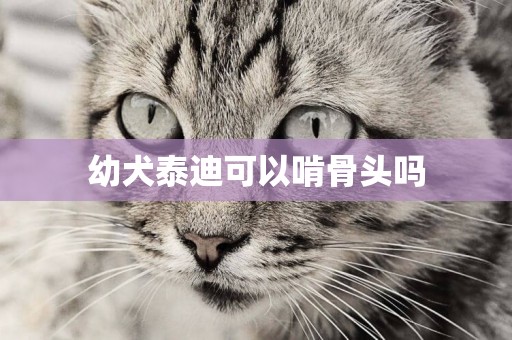 幼犬泰迪可以啃骨頭嗎
