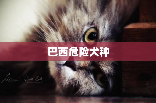 巴西危險犬種