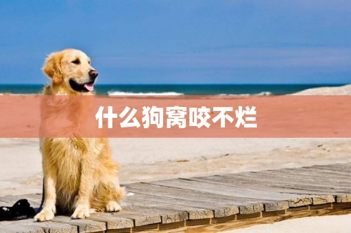 什么狗窩咬不爛