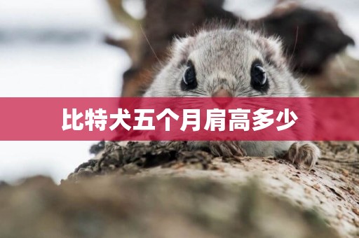 比特犬五個月肩高多少