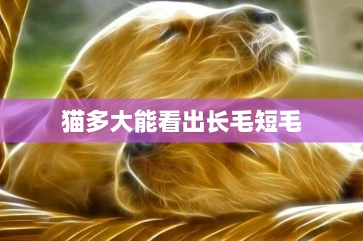 貓多大能看出長毛短毛
