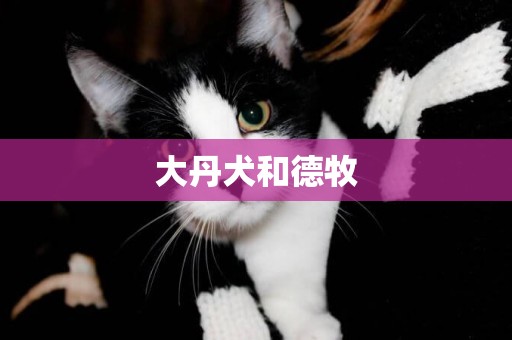 大丹犬和德牧