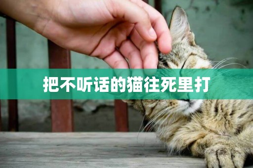 把不聽話的貓往死里打