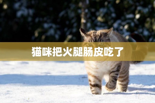 貓咪把火腿腸皮吃了