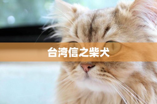 臺灣信之柴犬