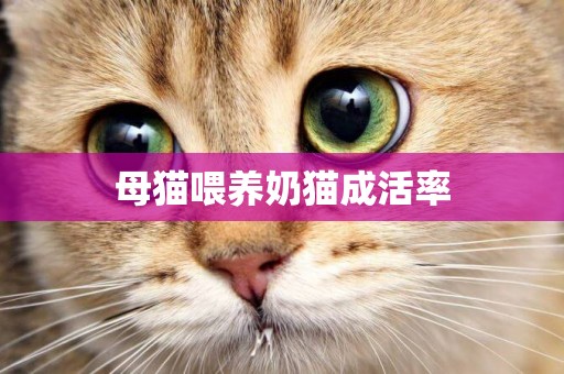 母貓喂養奶貓成活率
