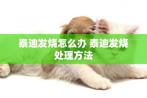 泰迪發燒怎么辦 泰迪發燒處理方法