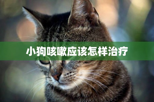 小狗咳嗽應該怎樣治療