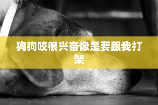 狗狗咬很興奮像是要跟我打架