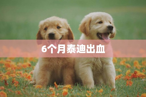 6個月泰迪出血