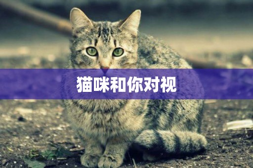 貓咪和你對視