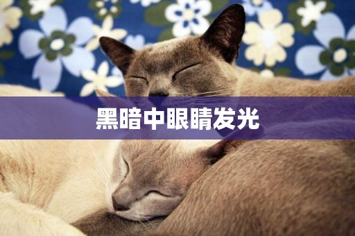 黑暗中眼睛發光