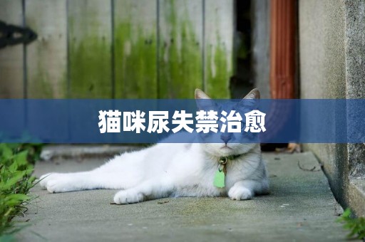 貓咪尿失禁治愈