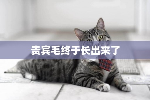 貴賓毛終于長出來了
