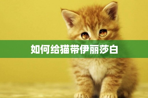 如何給貓帶伊麗莎白