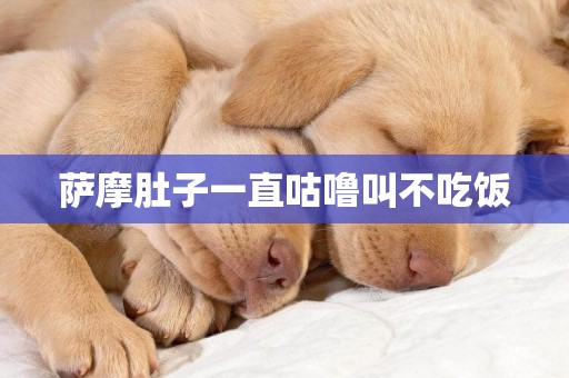 薩摩肚子一直咕嚕叫不吃飯