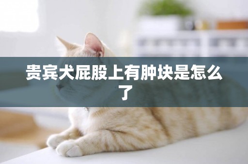貴賓犬屁股上有腫塊是怎么了