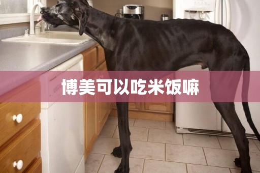 博美可以吃米飯嘛