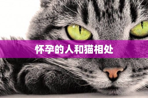 懷孕的人和貓相處