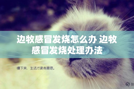 邊牧感冒發燒怎么辦 邊牧感冒發燒處理辦法