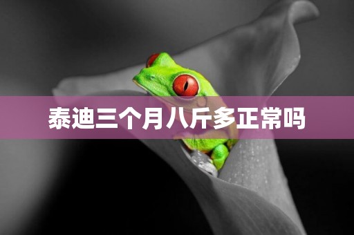 泰迪三個月八斤多正常嗎