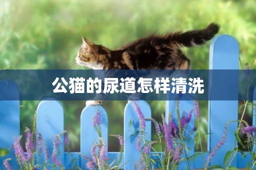公貓的尿道怎樣清洗 公貓的尿道怎樣清洗