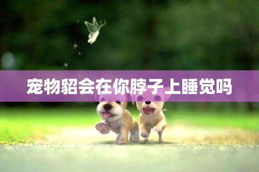 寵物貂會在你脖子上睡覺嗎
