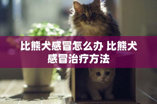 比熊犬感冒怎么辦 比熊犬感冒治療方法