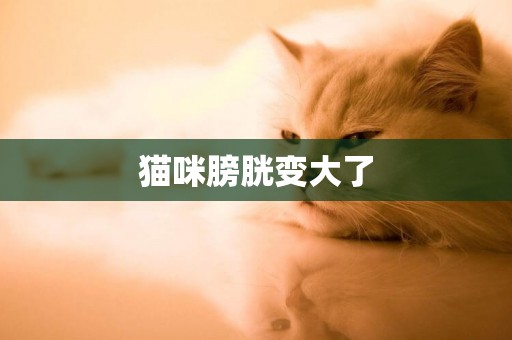 貓咪膀胱變大了