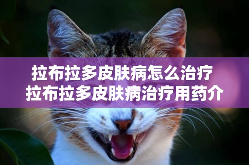 拉布拉多皮膚病怎么治療 拉布拉多皮膚病治療用藥介紹
