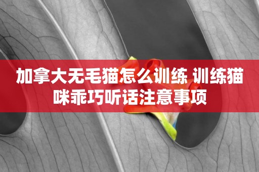 加拿大無毛貓怎么訓練 訓練貓咪乖巧聽話注意事項